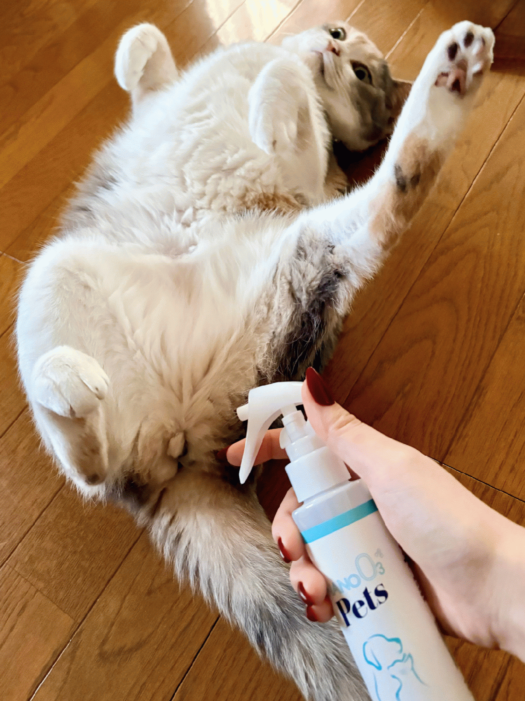 デリケートなお肌の優しいケアに🐈ストレスフリーのお守りスプレー🫧