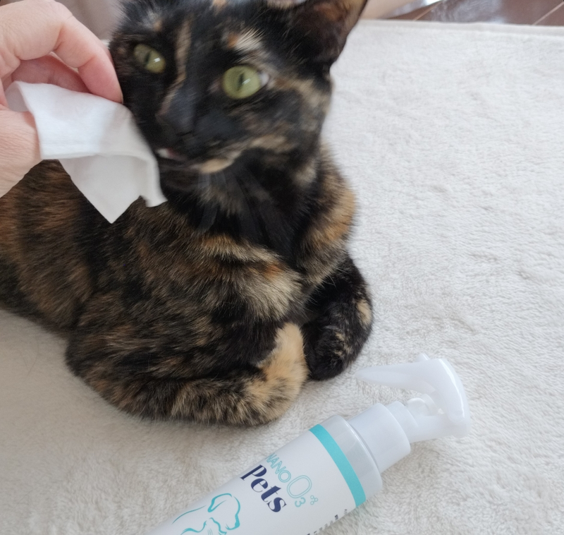 我が家のねこちゃんに🐱