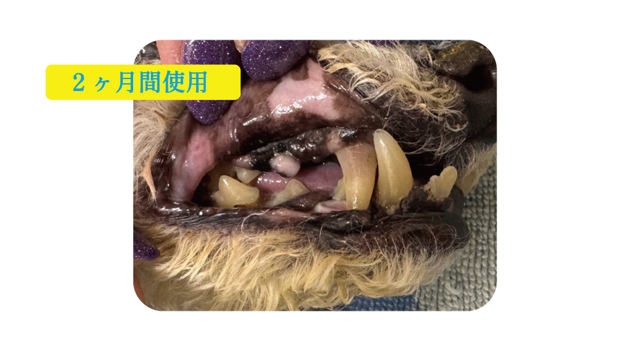 深澤 理菜　先生